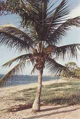 Cocos nucifera, Solitaer, Cumana