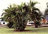 Dypsis lutescens